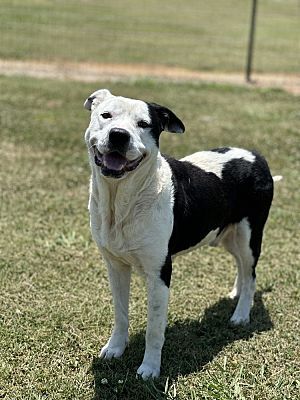 Oreo 1.jpg